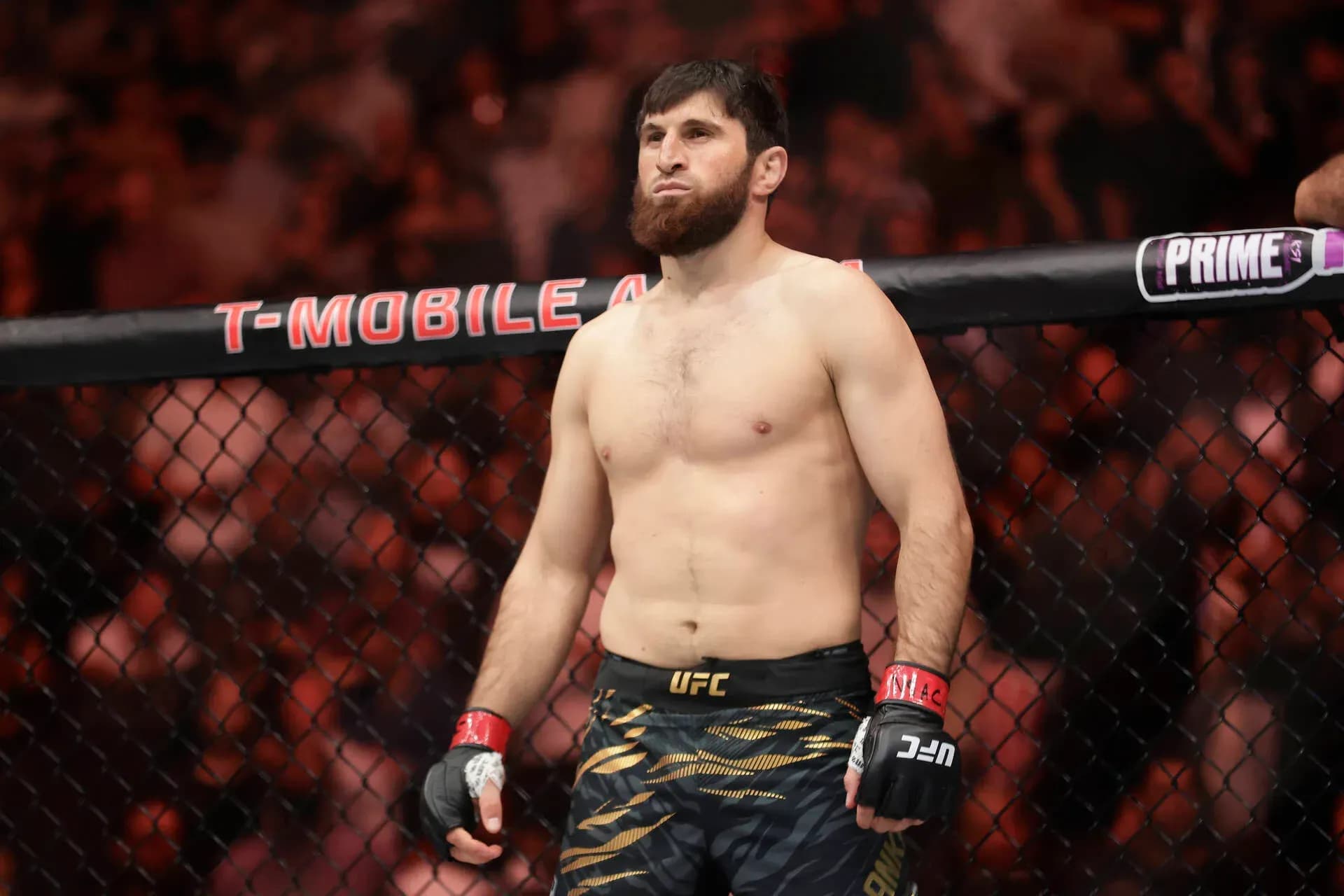 Magomed Ankalaev gets unexpected praise from Reinier de Ridder